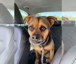 Small #24 Rottweiler Mix