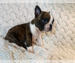 AKC Oakley - Male Boston Terrier Puppy for Sale - Photo #2