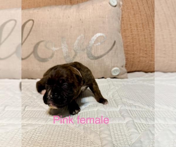 Medium Photo #18 Boxer Puppy For Sale in WALNUT GROVE, MO, USA