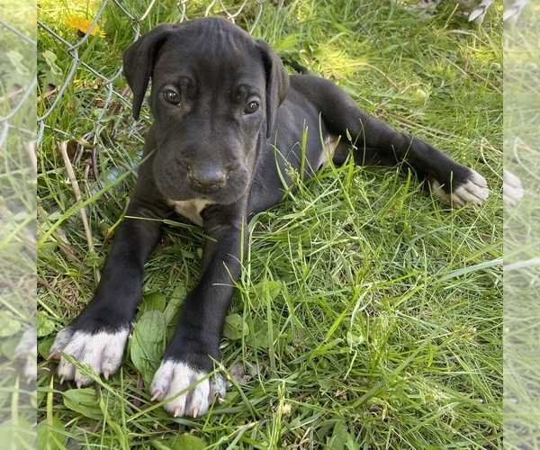 Medium Photo #1 Great Dane Puppy For Sale in MINERVA, OH, USA