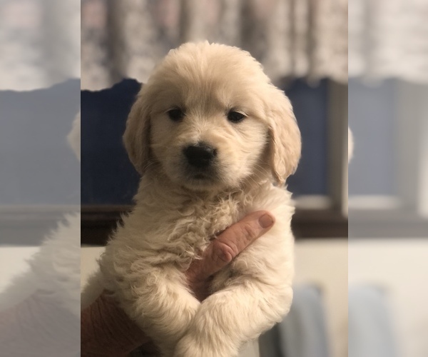 Medium Photo #9 Golden Retriever Puppy For Sale in THOUSAND OAKS, CA, USA