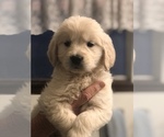 Small #8 Golden Retriever