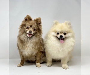 Father of the Pomeranian puppies born on 02/20/2020