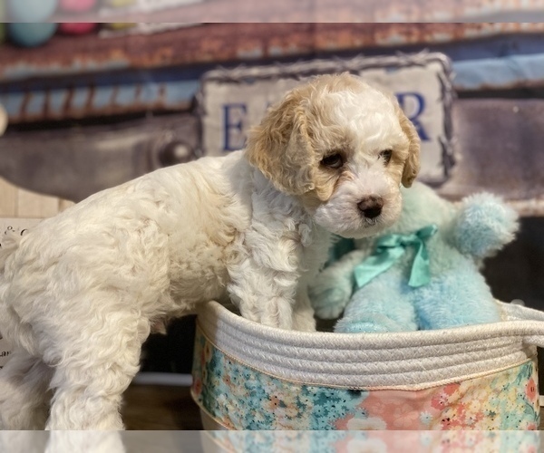 Medium Photo #2 Maltipoo Puppy For Sale in ACWORTH, GA, USA