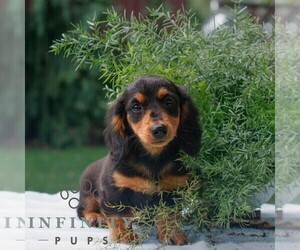 Dachshund Puppy for sale in EAST EARL, PA, USA