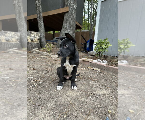 Medium Photo #2 American Pit Bull Terrier-Labrador Retriever Mix Puppy For Sale in Raleigh, NC, USA