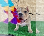 Small Photo #2 American Bully Puppy For Sale in FULLERTON, CA, USA