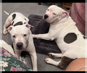 American Bulldog-Staffordshire Bull Terrier Mix Dogs for adoption in Williamsburg, IA, USA