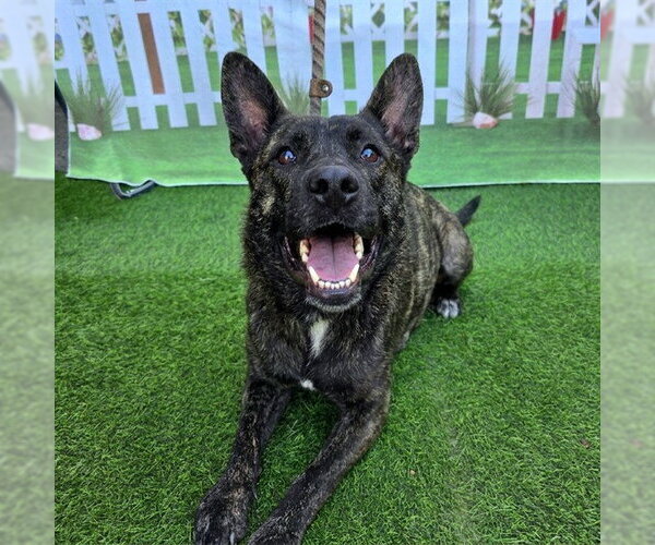 Medium Photo #1 Mutt Puppy For Sale in Long Beach, CA, USA