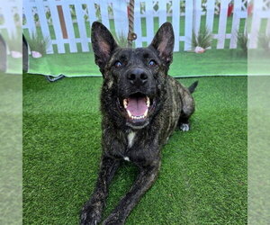 Mutt Dogs for adoption in Long Beach, CA, USA