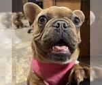 Small #2 French Bulldog
