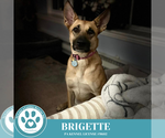 Small #11 German Shepherd Dog Mix