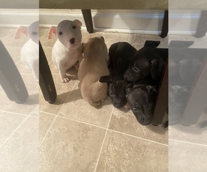 American Pit Bull Terrier-Bull Terrier Mix Puppy for sale in ROCKY MOUNT, NC, USA