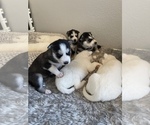 Small Photo #14 Siberian Husky Puppy For Sale in TUCSON, AZ, USA
