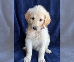 Puppy Puppy 9 Labradoodle