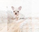 Small #9 French Bulldog