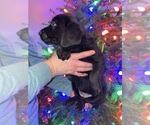 Small #4 Labrador Retriever