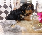 Small Photo #13 Yorkshire Terrier Puppy For Sale in AUSTIN, TX, USA