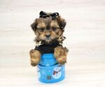 Small Photo #2 Shorkie Tzu Puppy For Sale in LAS VEGAS, NV, USA