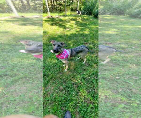Medium Photo #1 Mutt Puppy For Sale in Bardstown, KY, USA