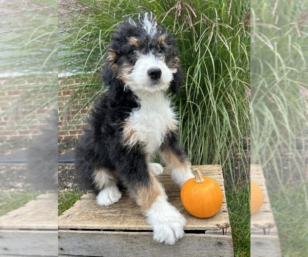 Medium Photo #2 Bernedoodle (Miniature) Puppy For Sale in MIDDLEBURY, IN, USA