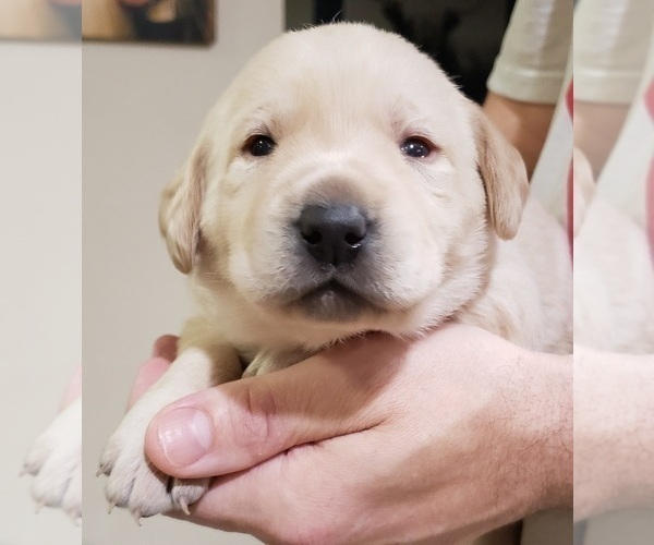 Medium Photo #88 Labrador Retriever Puppy For Sale in OLYMPIA, WA, USA