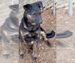 Small #4 Catahoula Leopard Dog-Plott Hound Mix