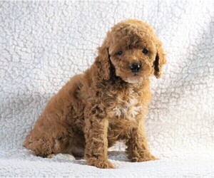Cockapoo-Poodle (Miniature) Mix Puppy for sale in FREDERICKSBG, OH, USA
