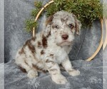 Small Photo #2 Miniature Labradoodle Puppy For Sale in FREDERICKSBURG, OH, USA