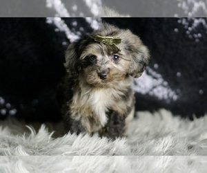 Medium YorkiePoo