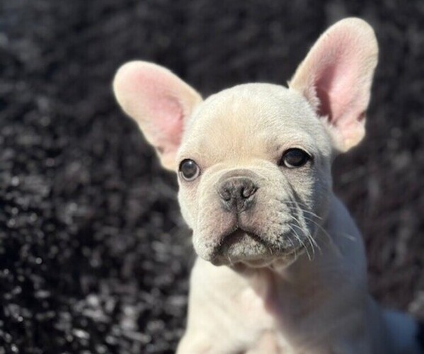 Medium Photo #1 Faux Frenchbo Bulldog-French Bulldog Mix Puppy For Sale in MOUNDRIDGE, KS, USA
