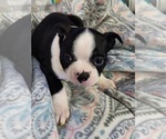 Puppy Bert Boston Terrier