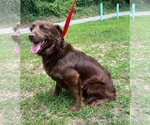 Small #2 Retriever  Mix