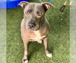 Small #1 American Pit Bull Terrier Mix