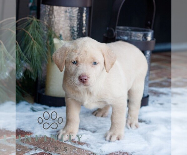 Medium Photo #3 Labrador Retriever Puppy For Sale in NARVON, PA, USA