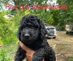 Small Photo #4 Labradoodle Puppy For Sale in BROKEN BOW, OK, USA