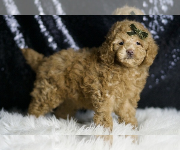 Medium Photo #8 Maltipoo Puppy For Sale in WARSAW, IN, USA