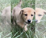 Small German Shepherd Dog-Plott Hound Mix
