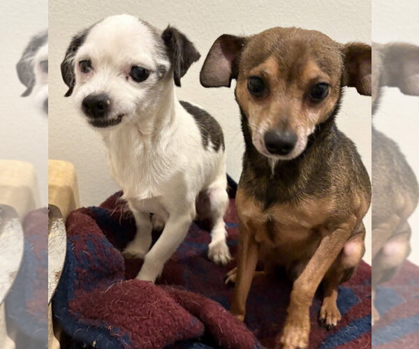 Medium Photo #1 Chihuahua-Unknown Mix Puppy For Sale in Dana Point, CA, USA