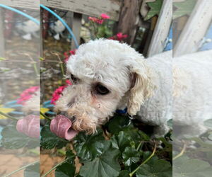 Frost and Snow - Female Bichon Frise Dog for Adoption - Photo #4