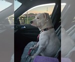 Small #3 Boxer Mix