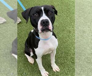 American Pit Bull Terrier-Unknown Mix Dogs for adoption in Fayetteville, NC, USA