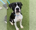 SKIPPY - Male American Pit Bull Terrier-Unknown Mix Dog for Adoption - Small photo