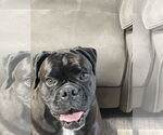 Small #1 Boxer