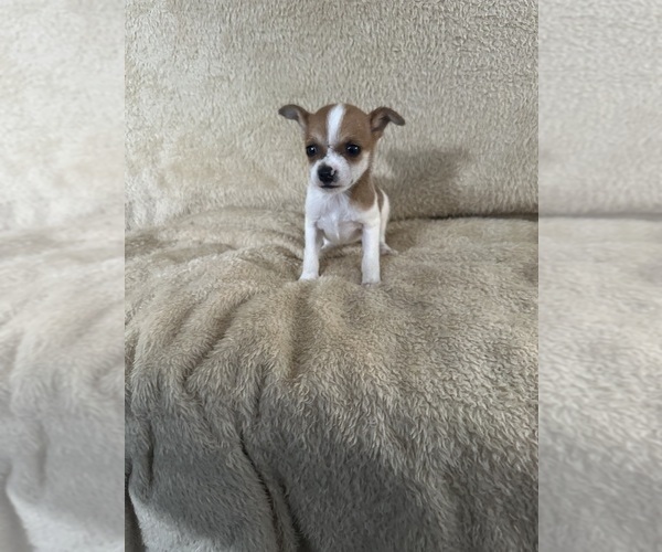 Medium Photo #11 Chihuahua Puppy For Sale in JACKSON, GA, USA