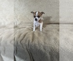 Small Photo #11 Chihuahua Puppy For Sale in JACKSON, GA, USA