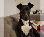 Small #1 Labrador Retriever Mix
