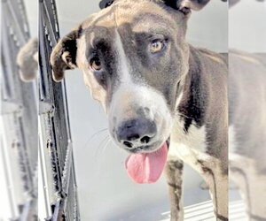 Mutt Dogs for adoption in Houston, TX, USA