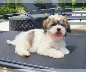 Havanese Puppy for sale in FRANKLIN, IN, USA