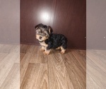 Puppy Minnie Yorkshire Terrier